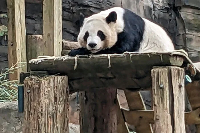 Giant panda at Zoo Atlanta in Grant Park